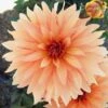Dahlia 'Autumn Fairy' 2 Dahlia 'Autumn Fairy' -Plant Seeds Store PB0421 1
