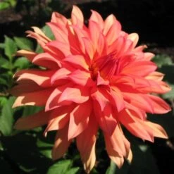 Dahlia 'Autumn Fairy' -Plant Seeds Store PB0421 2
