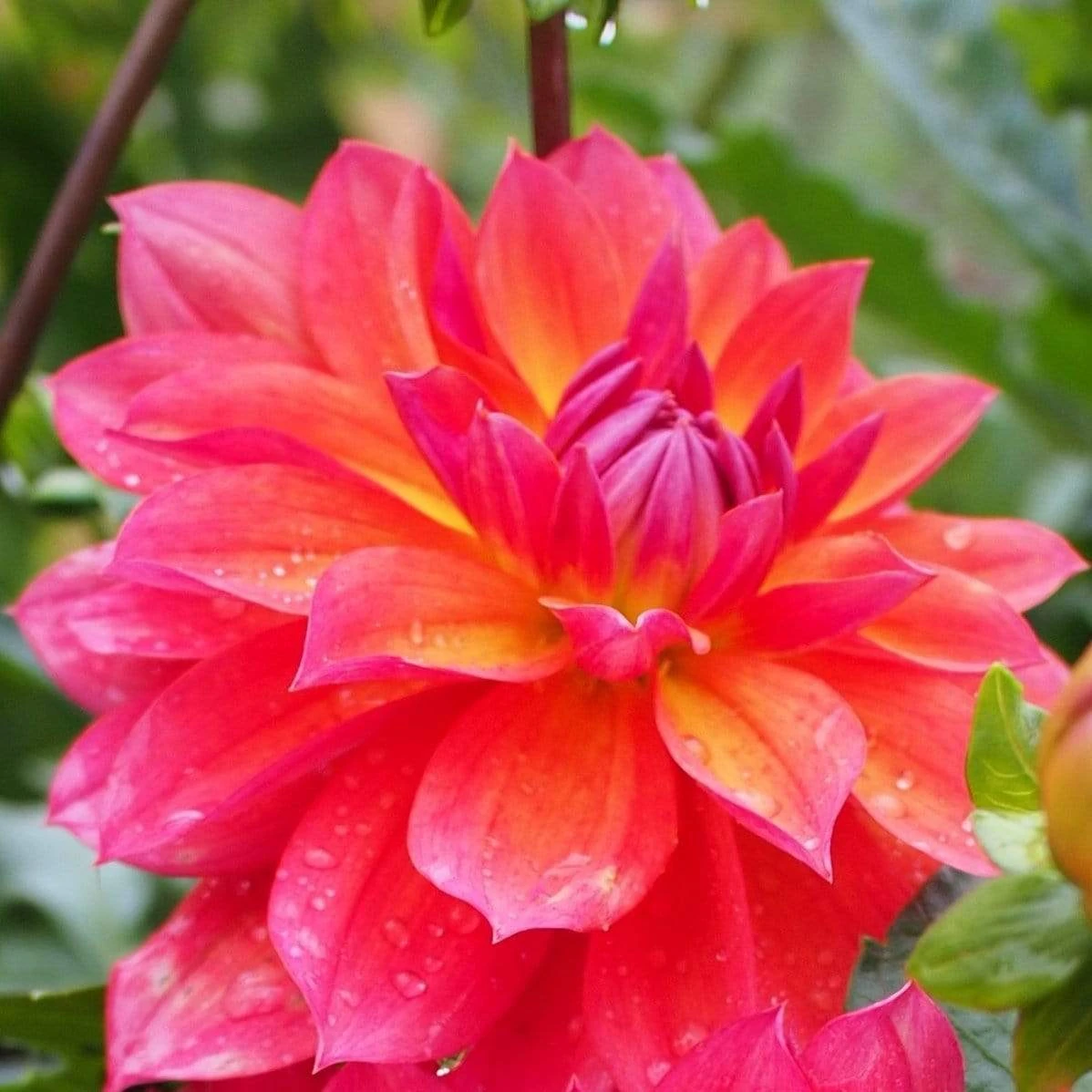 Dahlia 'Firepot' 2 Dahlia 'Firepot'