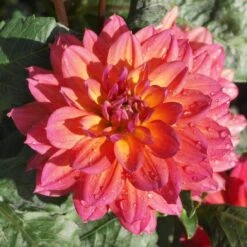Dahlia 'Firepot' 8 Dahlia 'Firepot' -Plant Seeds Store PB0422 2
