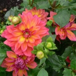 Dahlia 'Firepot' 7 Dahlia 'Firepot' -Plant Seeds Store PB0422 3