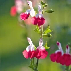 Salvia 'Hot Lips'