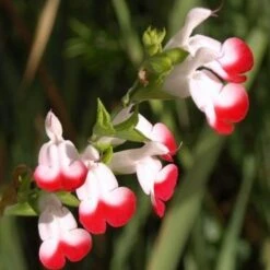 Salvia 'Hot Lips' -Plant Seeds Store PB0432 3