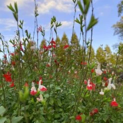 Salvia 'Hot Lips' -Plant Seeds Store PB0432 5