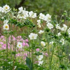 Anemone 'Elfin Swan' -Plant Seeds Store PB0449 4