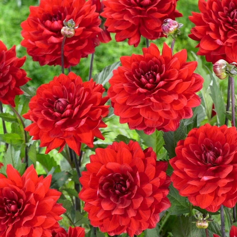 Dahlia 'Karma Amora' 4 Dahlia 'Karma Amora' - Image 2