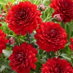 Dahlia 'Karma Amora' 7 Dahlia 'Karma Amora' -Plant Seeds Store PB0491 3