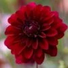 Dahlia 'Karma Naomi' -Plant Seeds Store PB0492 1