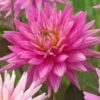 Dahlia 'Karma Pink Corona' -Plant Seeds Store PB0493 1