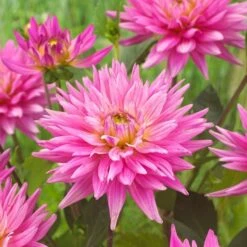 Dahlia 'Karma Pink Corona' -Plant Seeds Store PB0493 3