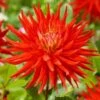 Dahlia 'Karma Red Corona' 1 Dahlia 'Karma Red Corona' -Plant Seeds Store PB0494 1