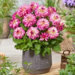 Dahlia 'Sincerity Rose Bicolour' -Plant Seeds Store PB0498 2