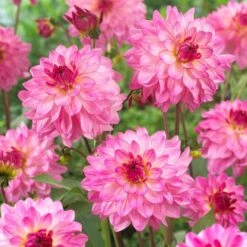 Dahlia 'Sincerity Rose Bicolour' -Plant Seeds Store PB0498 3