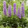 Delphinium 'Delgenius Breezin' -Plant Seeds Store PB0506 1