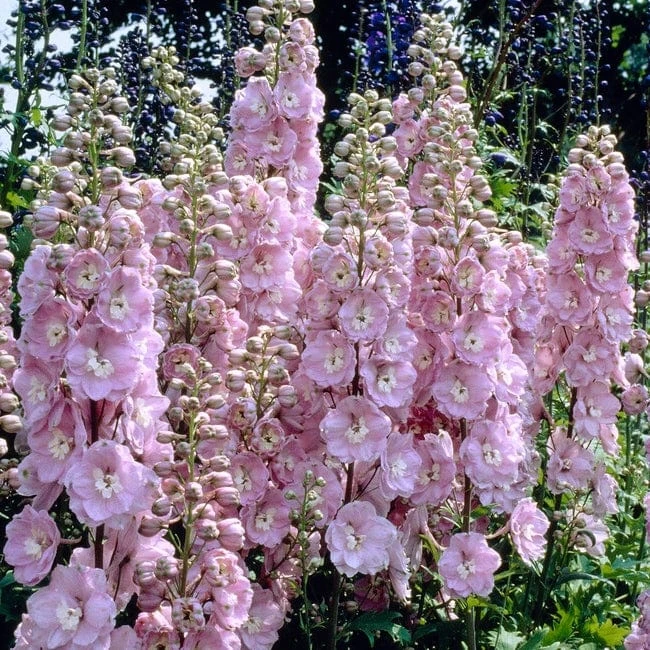 Delphinium 'elatum Strawberry Fair' 3 Delphinium 'elatum Strawberry Fair'