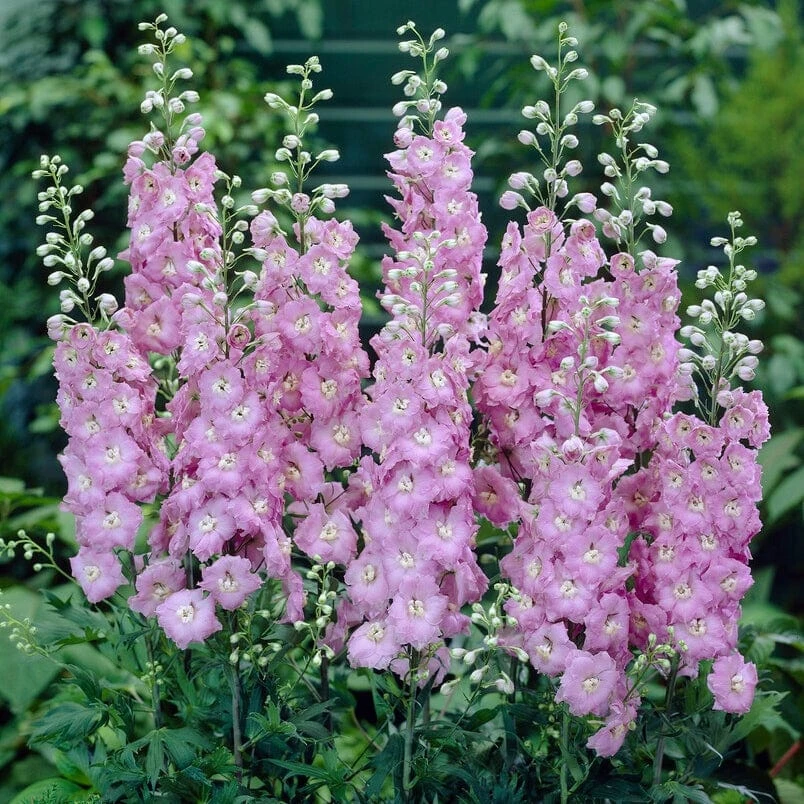 Delphinium 'elatum Strawberry Fair' 4 Delphinium 'elatum Strawberry Fair' - Image 2