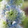 Delphinium 'Highlander Crystal Delight' 2 Delphinium 'Highlander Crystal Delight' -Plant Seeds Store PB0512 1