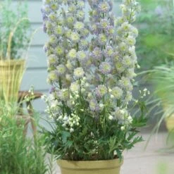 Delphinium 'Highlander Moonlight' 8 Delphinium 'Highlander Moonlight' -Plant Seeds Store PB0513 2
