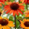 Echinacea 'SunSeekers Orange' -Plant Seeds Store PB0538 1 a0fb1dec 6e8c 4ba1 9da3 b683e98d4552