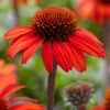Echinacea 'SunSeekers Red' -Plant Seeds Store PB0540 1 f6eea52b 67d0 408c 88c4 715a6080f038