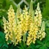 Lupin Legendary Yellow Shades 1 Lupin Legendary Yellow Shades -Plant Seeds Store PB0606 1 5b73d137 b3dc 4d92 a36c a6d9a03ce672