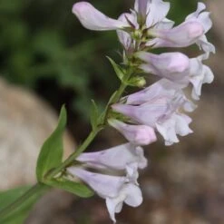 Penstemon 'Pensham Wedding Day' -Plant Seeds Store PB0615 2