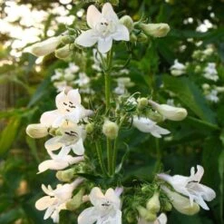 Penstemon 'Pensham Wedding Day' -Plant Seeds Store PB0615 3