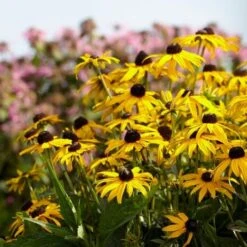 Rudbeckia 'Little Gold Star' -Plant Seeds Store PB0630 2 aec3bf50 16ce 4565 845f 18014fc68613