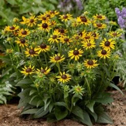 Rudbeckia 'Little Gold Star' -Plant Seeds Store PB0630 4 517c0c1d 0559 49eb b236 a6e3eddbdda5