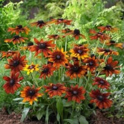 Rudbeckia 'Summerina Orange' -Plant Seeds Store PB0631 3 5aef5f50 11a7 4c80 bcd1 3c4ed029bd20