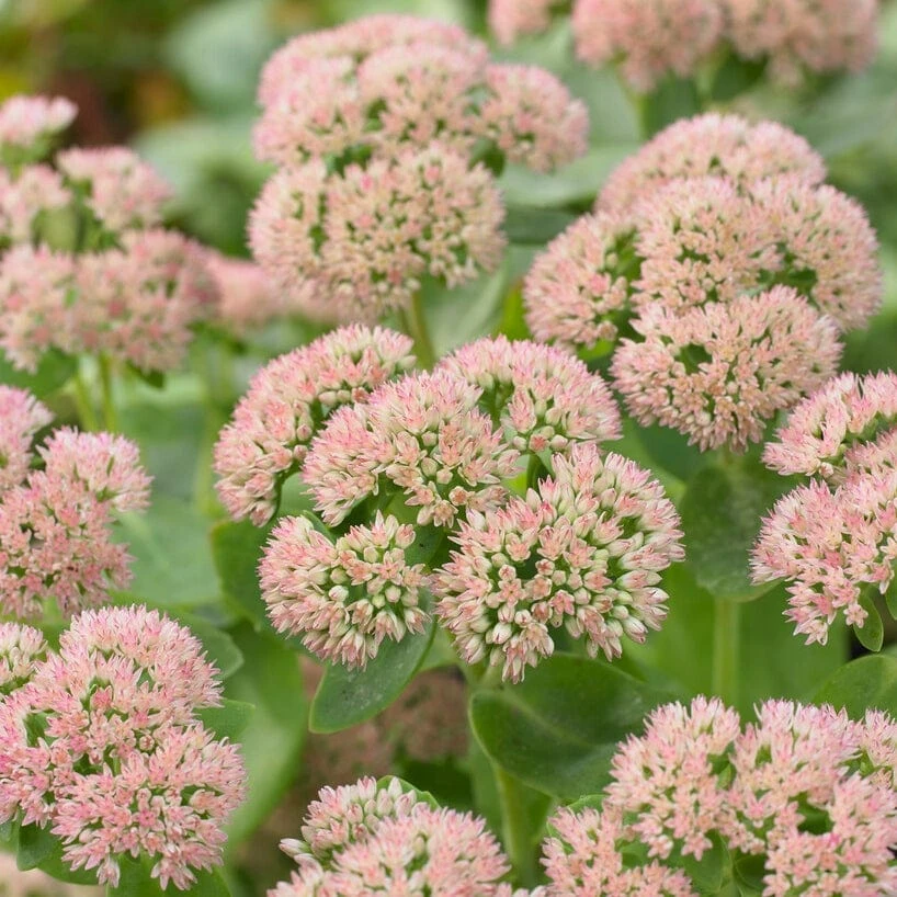 Sedum 'Autumn Joy' 3 Sedum 'Autumn Joy'