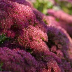 Sedum 'Autumn Joy' 7 Sedum 'Autumn Joy' -Plant Seeds Store PB0642 3 2bd0978f e267 4eb3 907c 74b205657c69