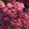 Sedum 'Rose Carpet' -Plant Seeds Store PB0645 1