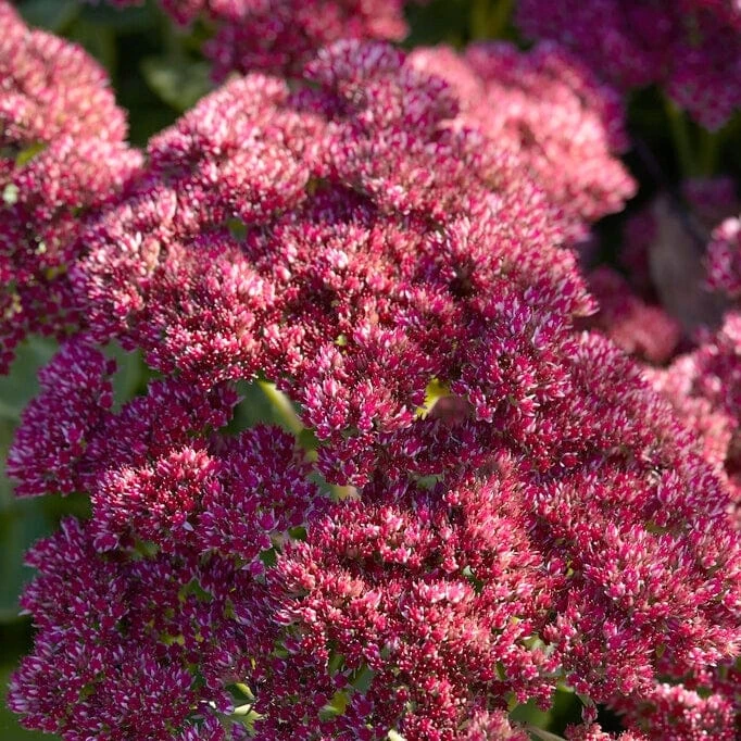 Sedum 'Rose Carpet' 3 Sedum 'Rose Carpet'