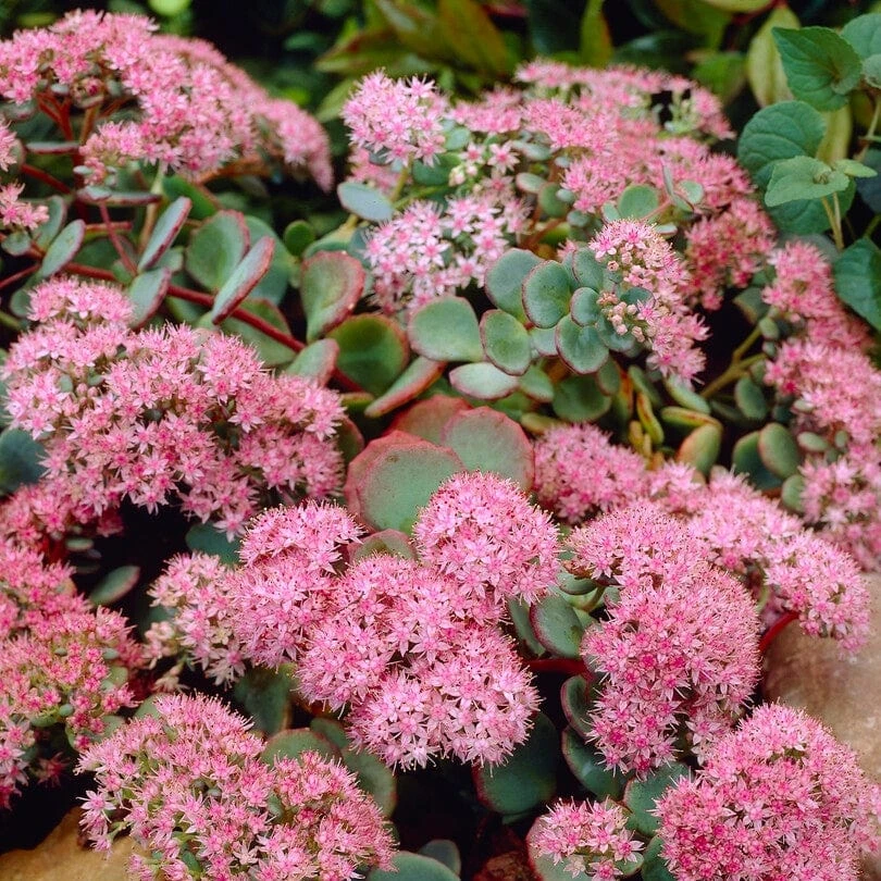 Sedum 'Rose Carpet' 4 Sedum 'Rose Carpet' - Image 2