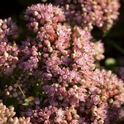 Sedum 'Sunsparkler Lime Zinger' -Plant Seeds Store PB0647 3