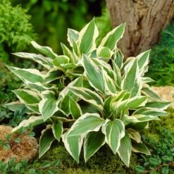Hosta 'Patriot' -Plant Seeds Store PB0673 3