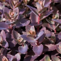 Sedum 'Chocolate Cherry' -Plant Seeds Store PB0735 1
