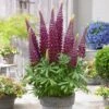 Lupin West Country Masterpiece -Plant Seeds Store PB0808 1