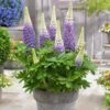 Lupin West Country Persian Slipper 2 Lupin West Country Persian Slipper -Plant Seeds Store PB0809 1