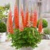 Lupin West Country Terracotta 1 Lupin West Country Terracotta -Plant Seeds Store PB0811 1