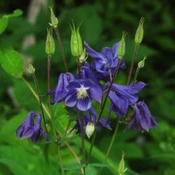 Aquilegia Barlow Blue -Plant Seeds Store PB0831 1