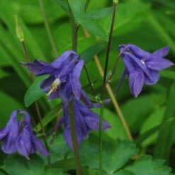 Aquilegia Barlow Blue -Plant Seeds Store PB0831 2