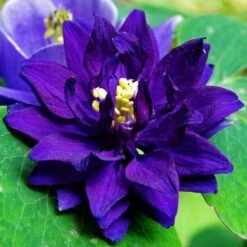 Aquilegia Barlow Blue -Plant Seeds Store PB0831 3