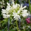 Agapanthus Bridal Bouquet -Plant Seeds Store PB0864 1