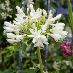 Stately Agapanthus Collection 13 Stately Agapanthus Collection -Plant Seeds Store PB0864 1 1
