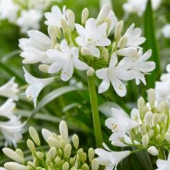 Agapanthus Bridal Bouquet -Plant Seeds Store PB0864 2