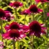 Echinacea 'Delicious Candy' 1 Echinacea 'Delicious Candy' -Plant Seeds Store PB1157 1 1a2c8750 8396 438a beec fa7e53f21d6e