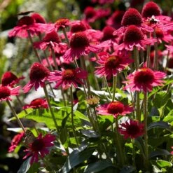 Echinacea 'Delicious Candy' -Plant Seeds Store PB1157 3 6e43414f fa26 4234 9d21 1123bb1bd685