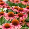 Echinacea 'Mooodz Satisfy' 1 Echinacea 'Mooodz Satisfy' -Plant Seeds Store PB1160 1 df060e27 1afd 442d b774 41c7d2d5223f